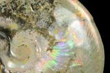 Highly Iridescent Fossil Ammonite (Sphenodiscus) - South Dakota #144816-3